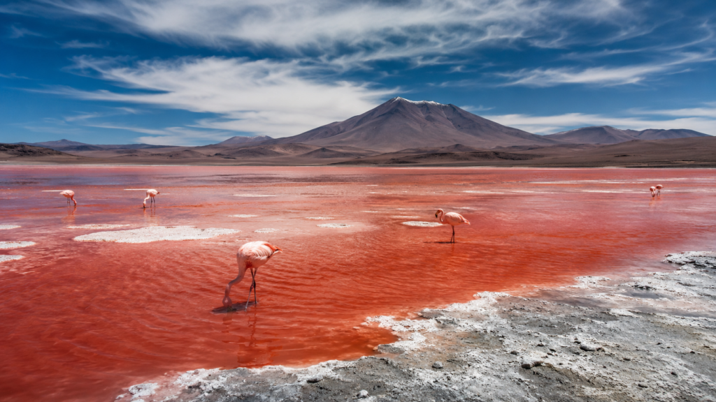Bolivya'daki kırmızı renkli Laguna Colorada ve flamingolar