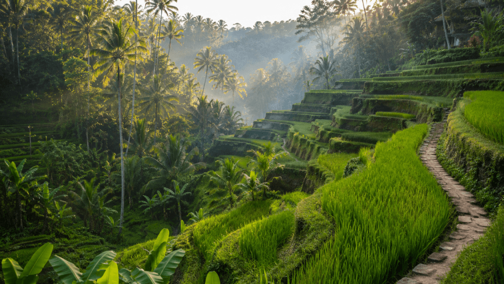 Bali Tegallalang pirinç terasları