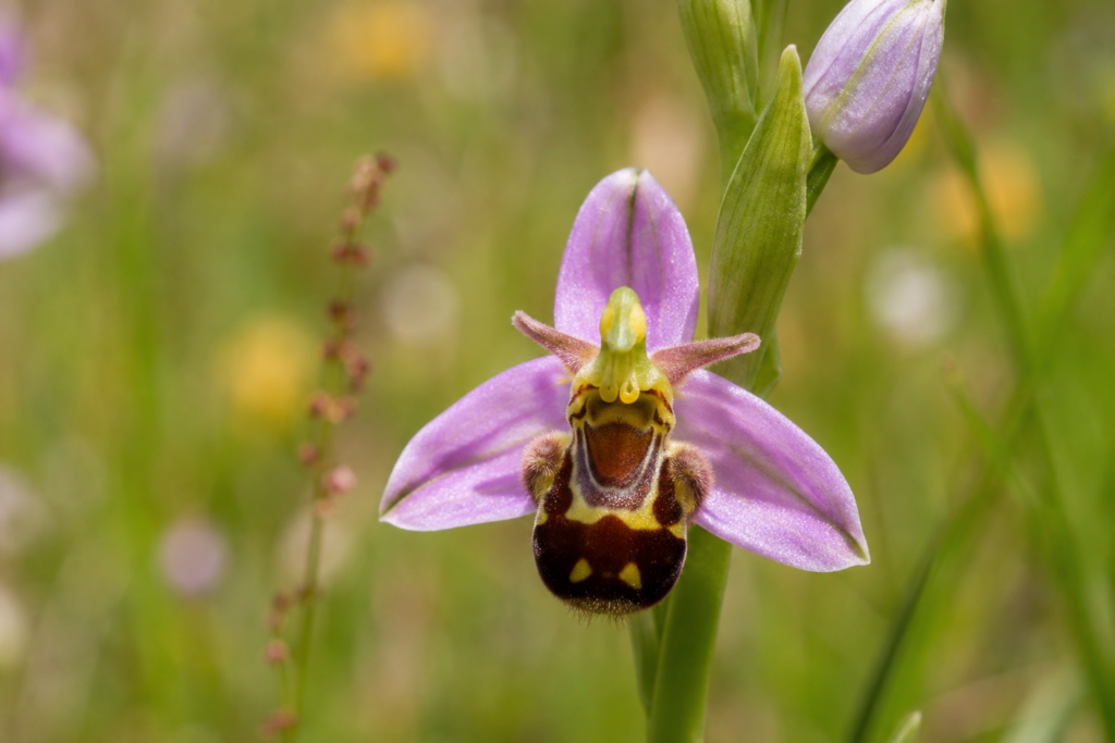 Arıyı andıran yapısıyla dikkat çeken Ophrys apifera orkidesi