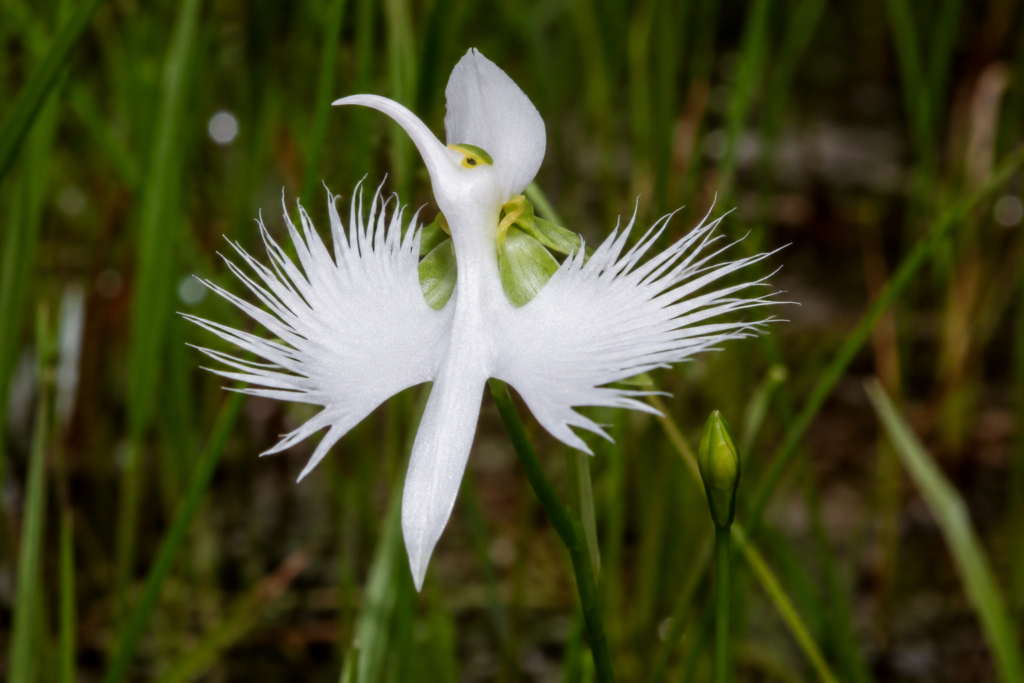 Uçan beyaz kuş görünümündeki Pecteilis radiata orkidesi
