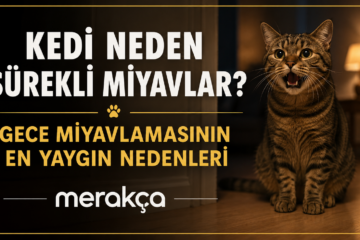 Kedi Neden Sürekli Miyavlar? Gece Miyavlamasının En Yaygın Nedenleri