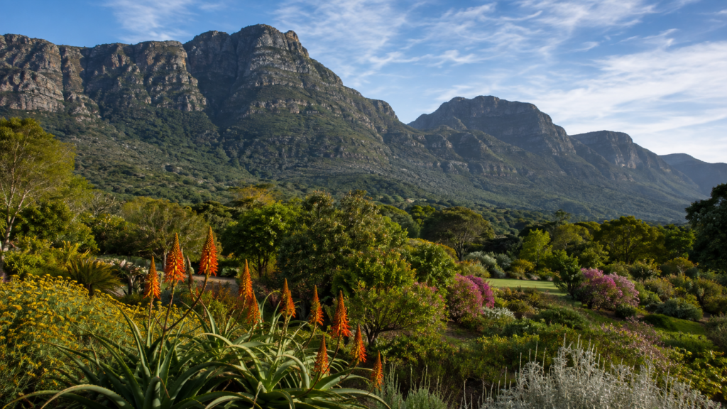 Güney Afrika’daki Kirstenbosch Botanik Bahçesi ve dağ manzaralı doğal peyzaj