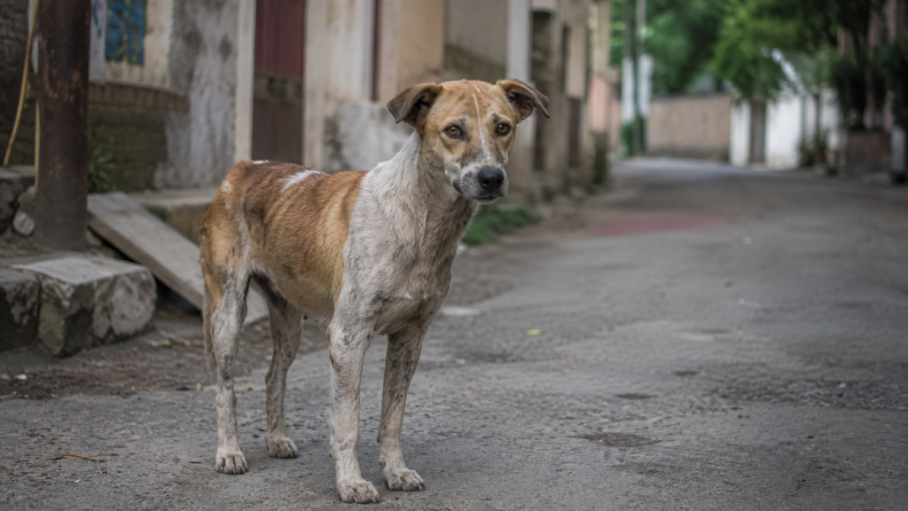 Kuduz hastalığı açısından risk oluşturabilen sokak köpeği