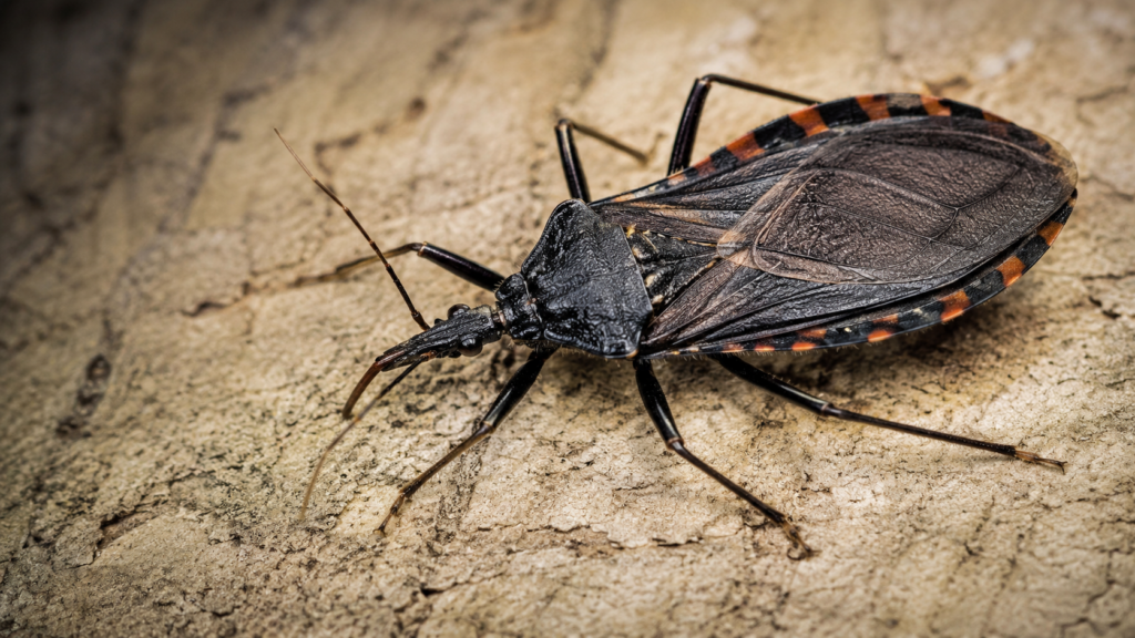Chagas hastalığını taşıyabilen öpücük böceği