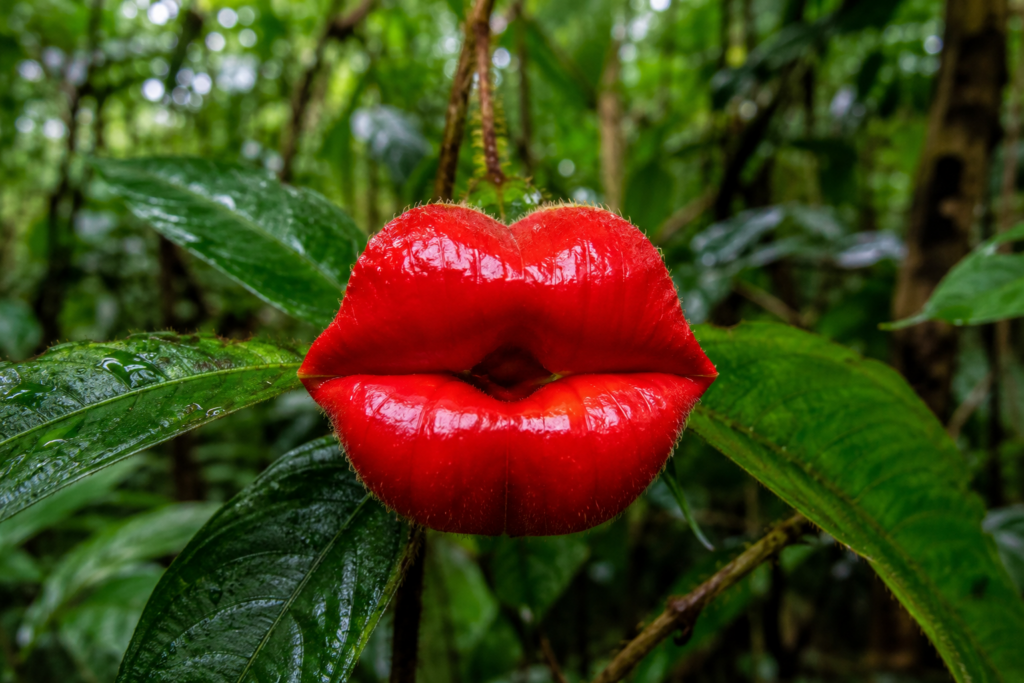 Öpücük çiçeği olarak bilinen Psychotria elata