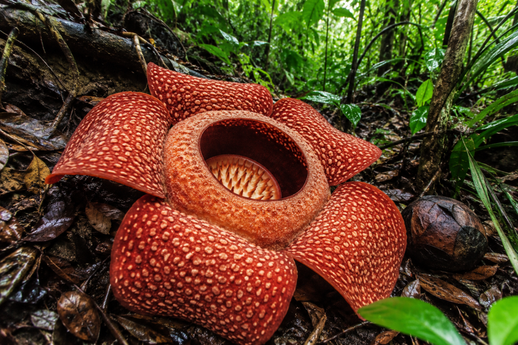Dev boyutlarıyla bilinen Rafflesia arnoldii çiçeği
