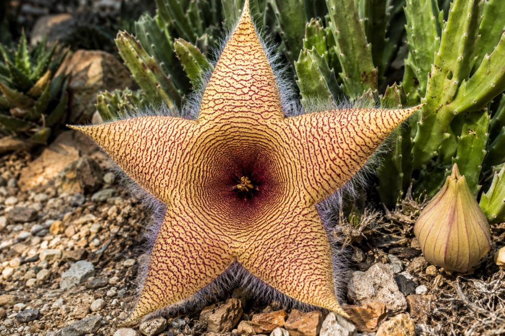 Deniz yıldızına benzeyen Stapelia gigantea çiçeği
