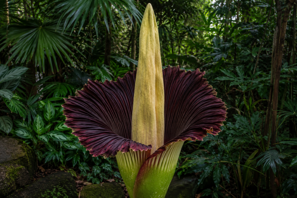 Ceset çiçeği olarak bilinen Titan Arum