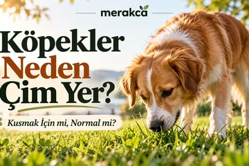 Köpekler Neden Çim Yer? Kusmak İçin mi Yiyorlar, Normal Bir Davranış mı?