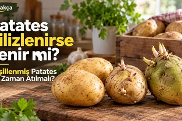 Patates Filizlenirse Yenir mi? Yeşillenmiş Patates Ne Zaman Atılmalı?