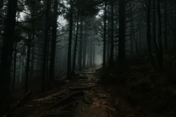 Uzun ağaçların arasından sisin içine doğru uzanan karanlık orman patikası